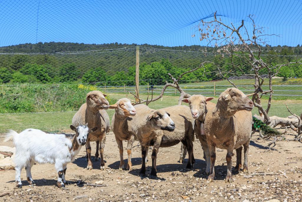 Lou Mas Li Pitchoun "Le Luberon " Villa Gordes Exteriör bild